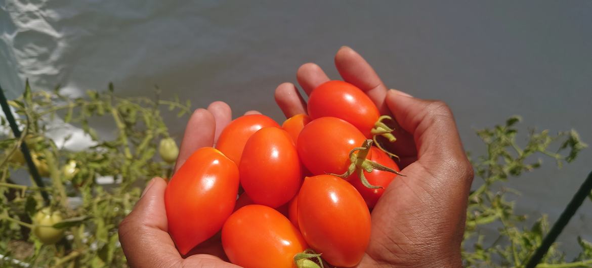 Tomatoes grown with the help of organic Red Diamond compost, made with saragassum seaweed in Barbados.
