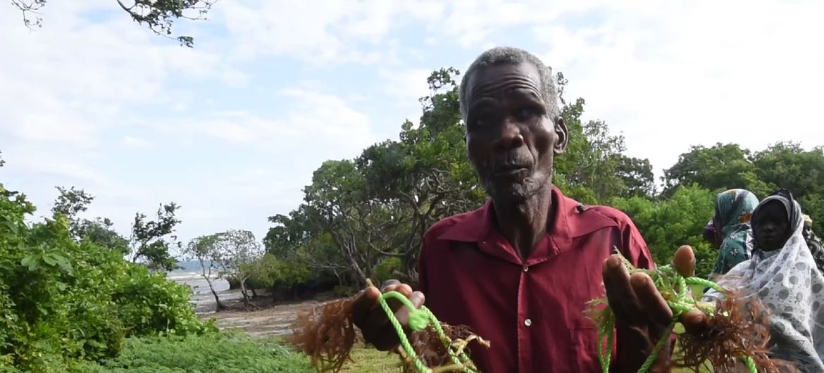 Amiri Juma Amiri holding seaweed harvested from his farm in Kibuyuni village, Kwale county, Kenya, thanks to support from Kenya Marine and Fisheries Institute.