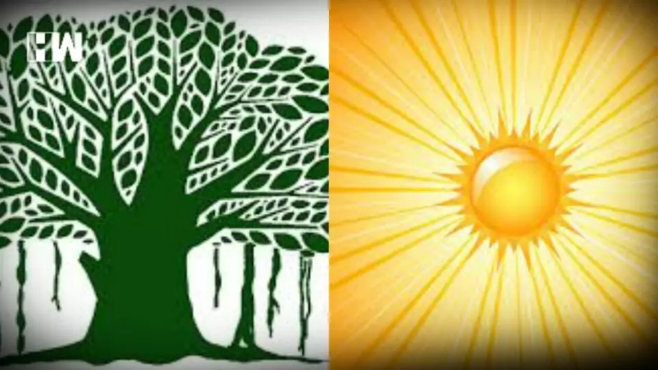 Tree & Sun