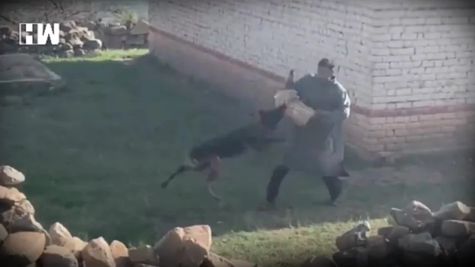 Dog Attack