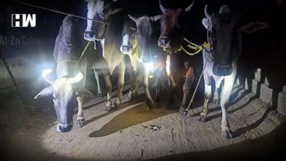 Cattle Smuggling
