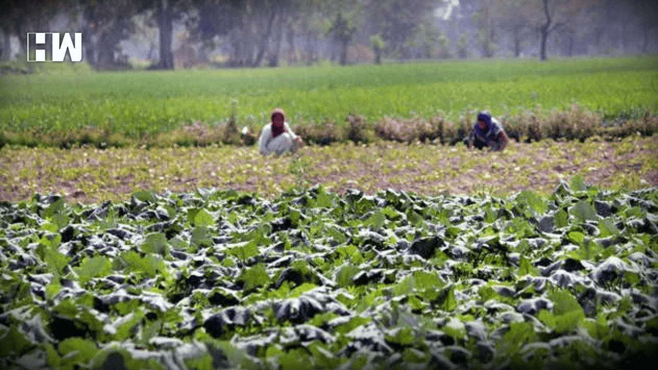 Jammu And Kashmir: Agriculture, Border Tourism Pick Up Amid Prevailing ...