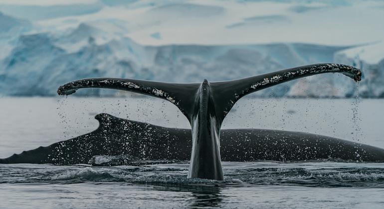 Humpback whales feed in a bay in Antarctica.