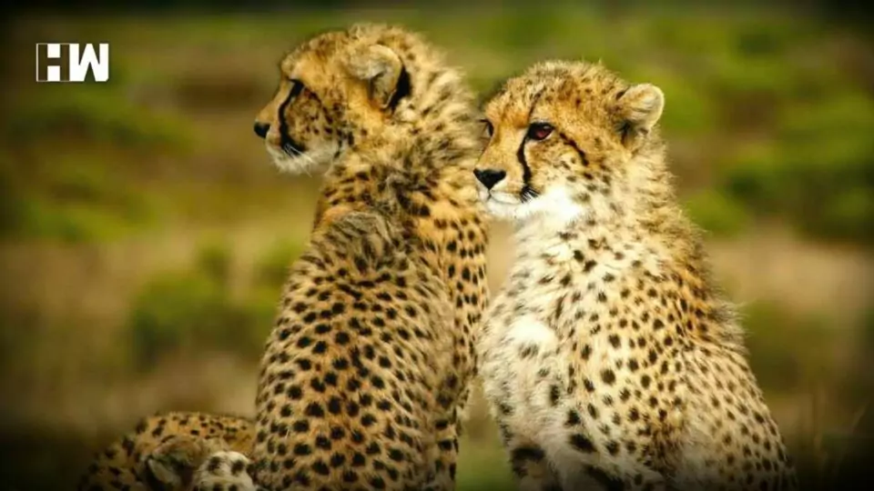 Cheetahs