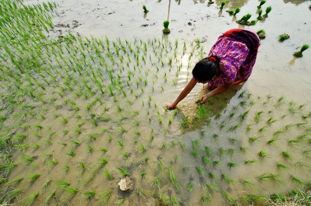 A farmer plants rice in Rupan, Nepal.