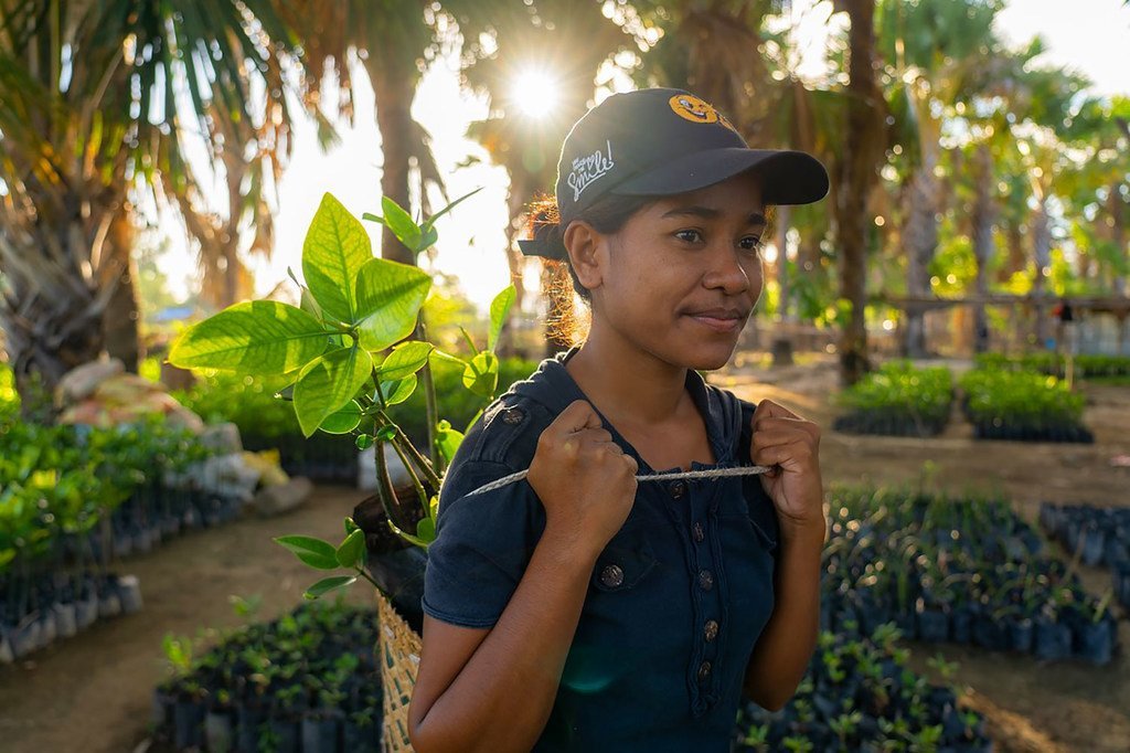 Communities in Timor-Leste are helping to restore mangrove forests.