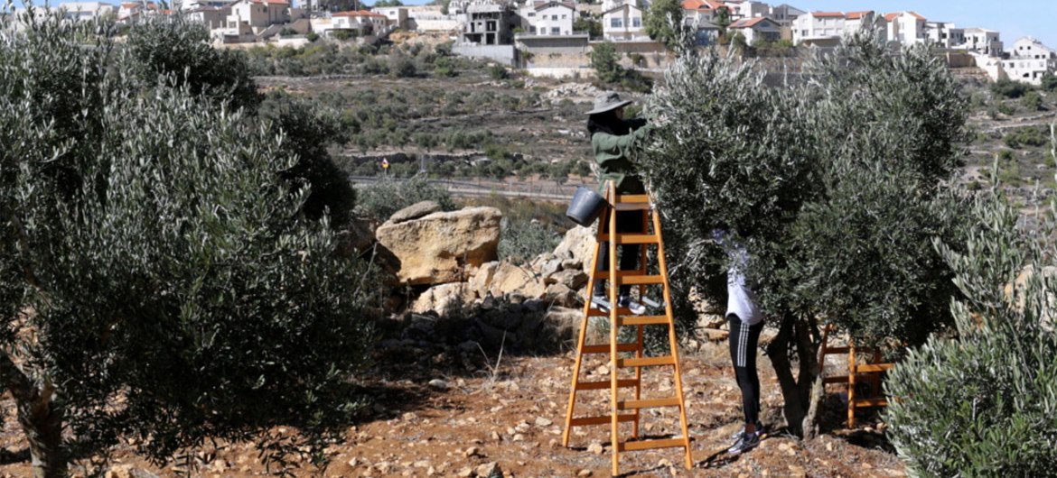 Palestinian farmers harvest olives with an Israeli settlement in the background. (file)