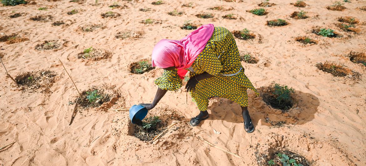 A woman waters vegetables in a market garden established on formerly degraded land in Ouallam, Niger.