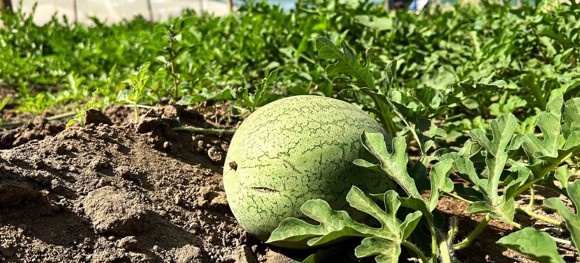 Watermelons are being grown in a greenhouse in the village.