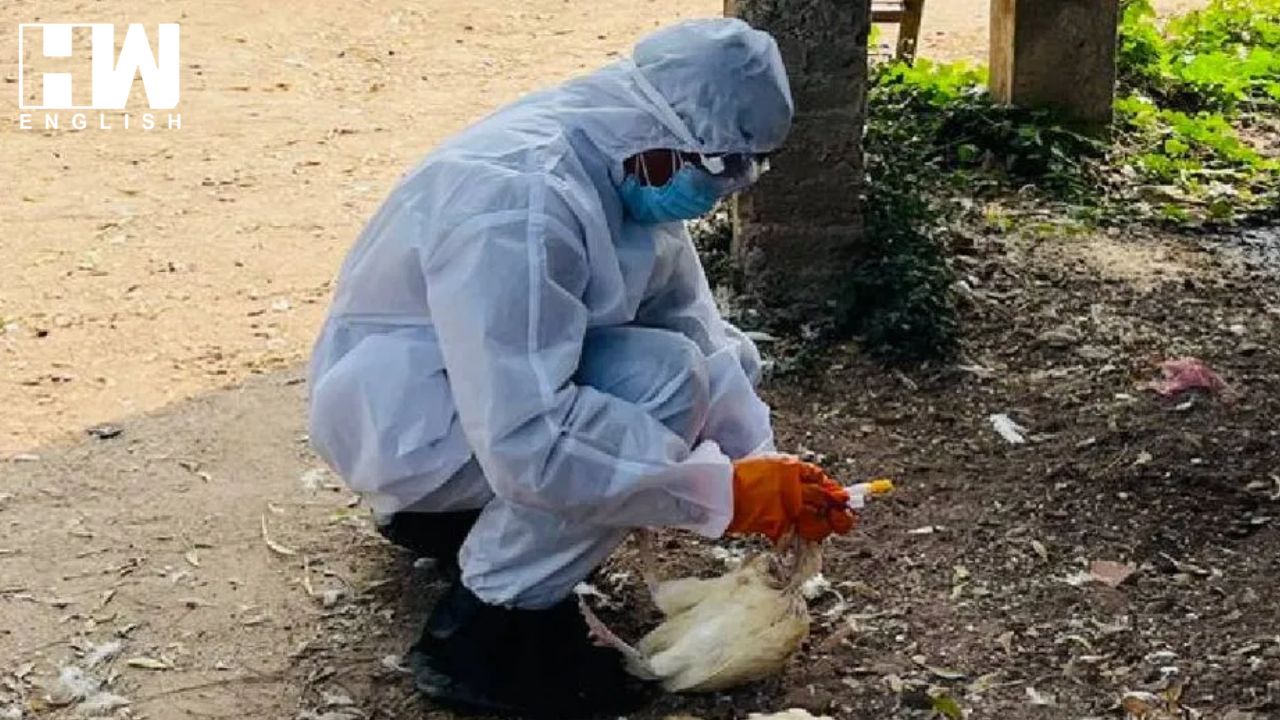 Bird Flu Outbreak In Poultry At Andhra Pradesh - HW News English